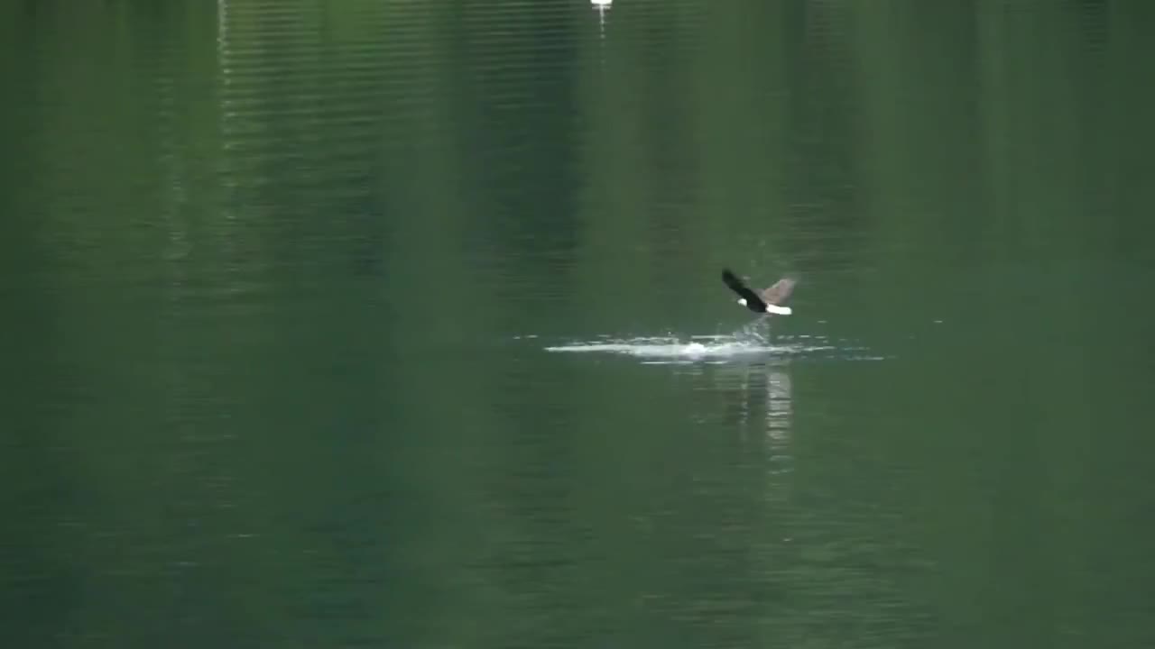 Merganser & Chicks Under Attack