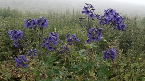 VIEWS FROM THE PLATEAU-75