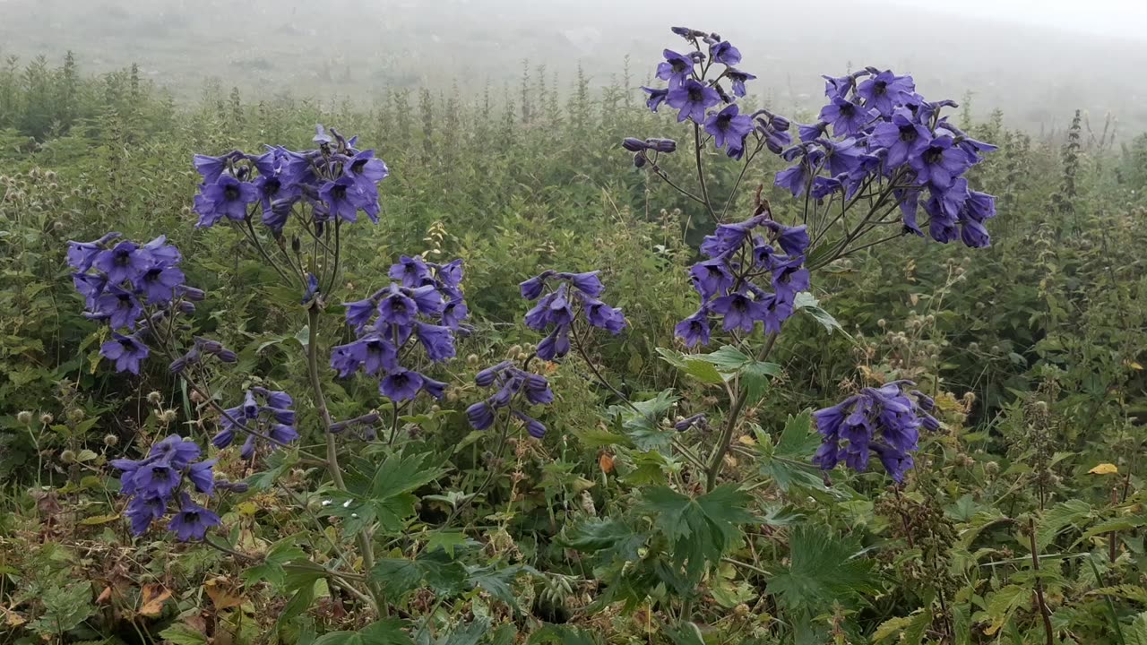 VIEWS FROM THE PLATEAU-75