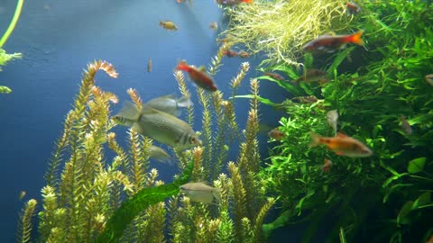 Aquarium fish nature inspired inspiration