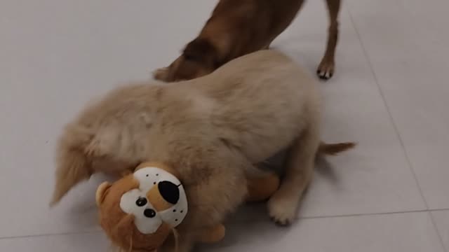 Disputa de um Brinquedo