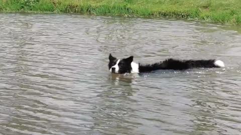 A swimming dog