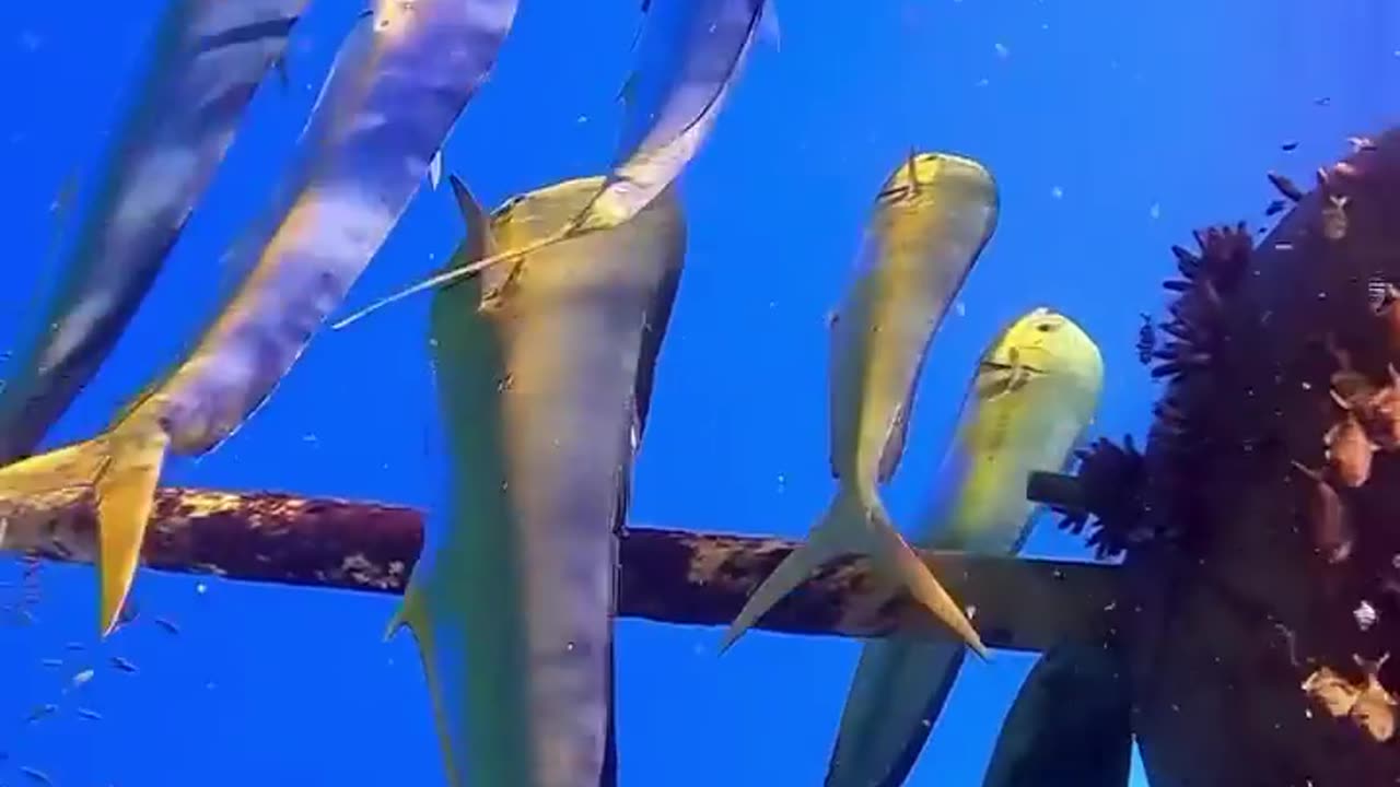 Wildlife
