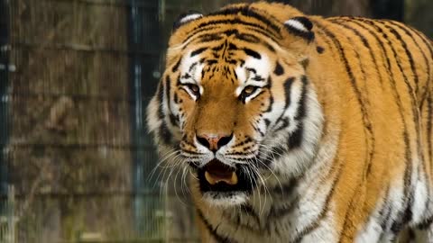 Royal bengal tiger walking..