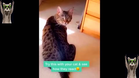 Funniest Cats And Dogs Videos 😂 - Best Funny Animal Videos 2023 😅
