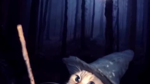 I found the original witch cat