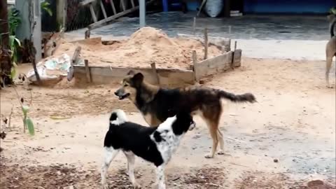 How two dogs make baby On The Street so Sweet Big dogs Sweet Emotions Rural Dogs 2021