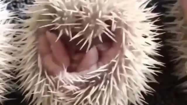 Which one is your favorite hedgehog