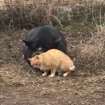 Friendly Pig Gets Endless Cuddles From A Feral Cat