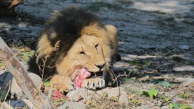 Animals eating 🦁🦁🦁🦁🦁🦁