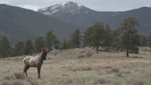 Rocky Mountain National Park A Gang Of Elk