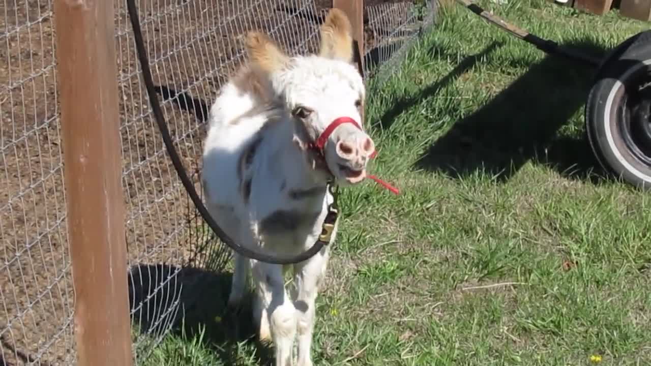 Baby donkey braying for the first time!