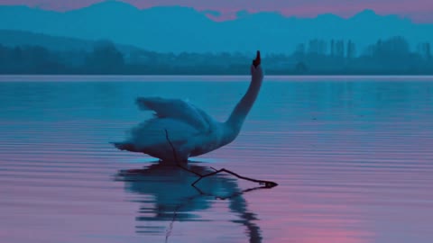 The swan makes an incredible moves.