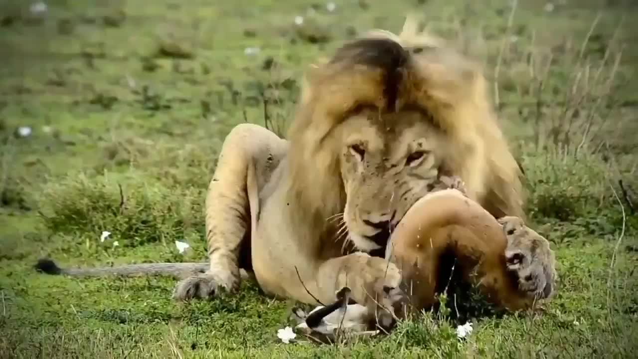 South Africa Forest Dangerous Lion Hunting Deer