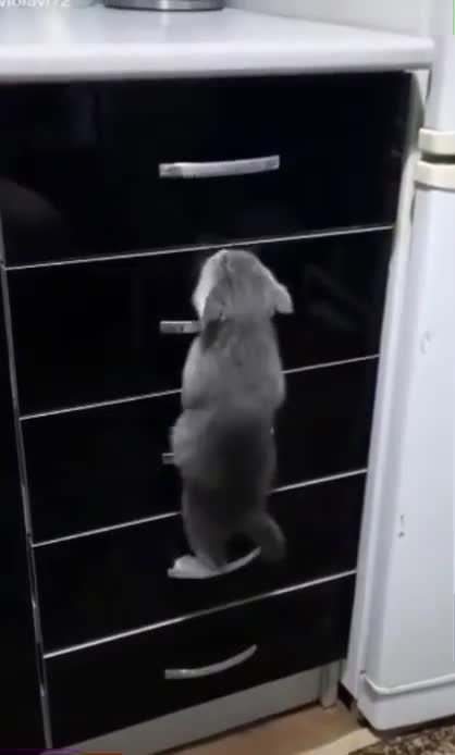 Cat tries to climb dresser.