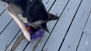 Intelligent German Shepherd Dog Figures it out