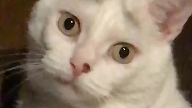 White cat looking directly at the camera with wide eyes