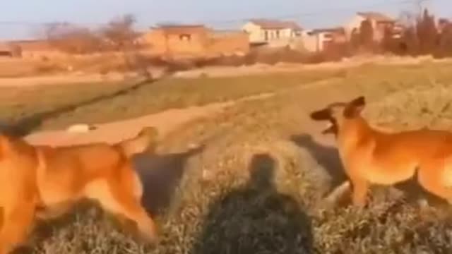 2 German Shepherds Bouncing Of A Tree