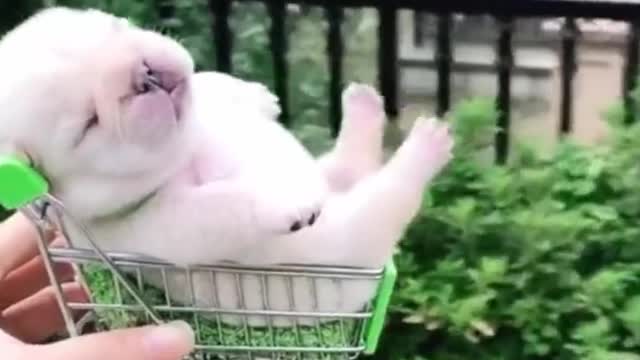 Cute and funny dog videos