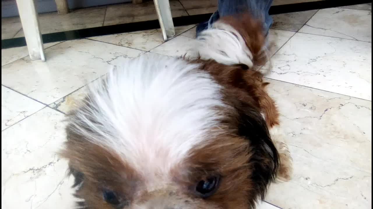She welcomes me so warmly, and excited to play as she wags her tail...So adorable!!!