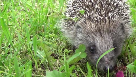 This rodent porcupine is looking for food in the grass.