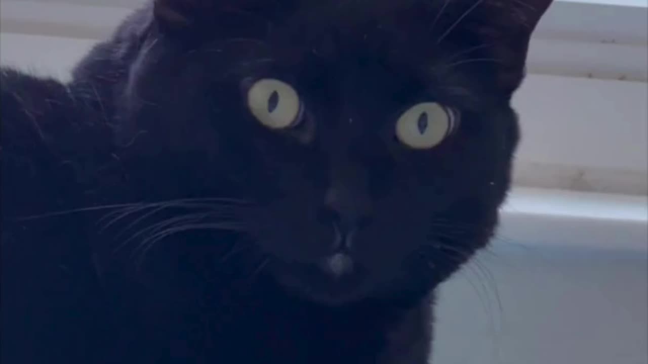 Adopting a Cat from a Shelter Vlog - Cute Precious Piper Uses Her Cat Thought Translator #shorts