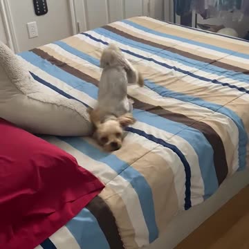 Yorkie Pup Has Fun Rubbing Face On Bed