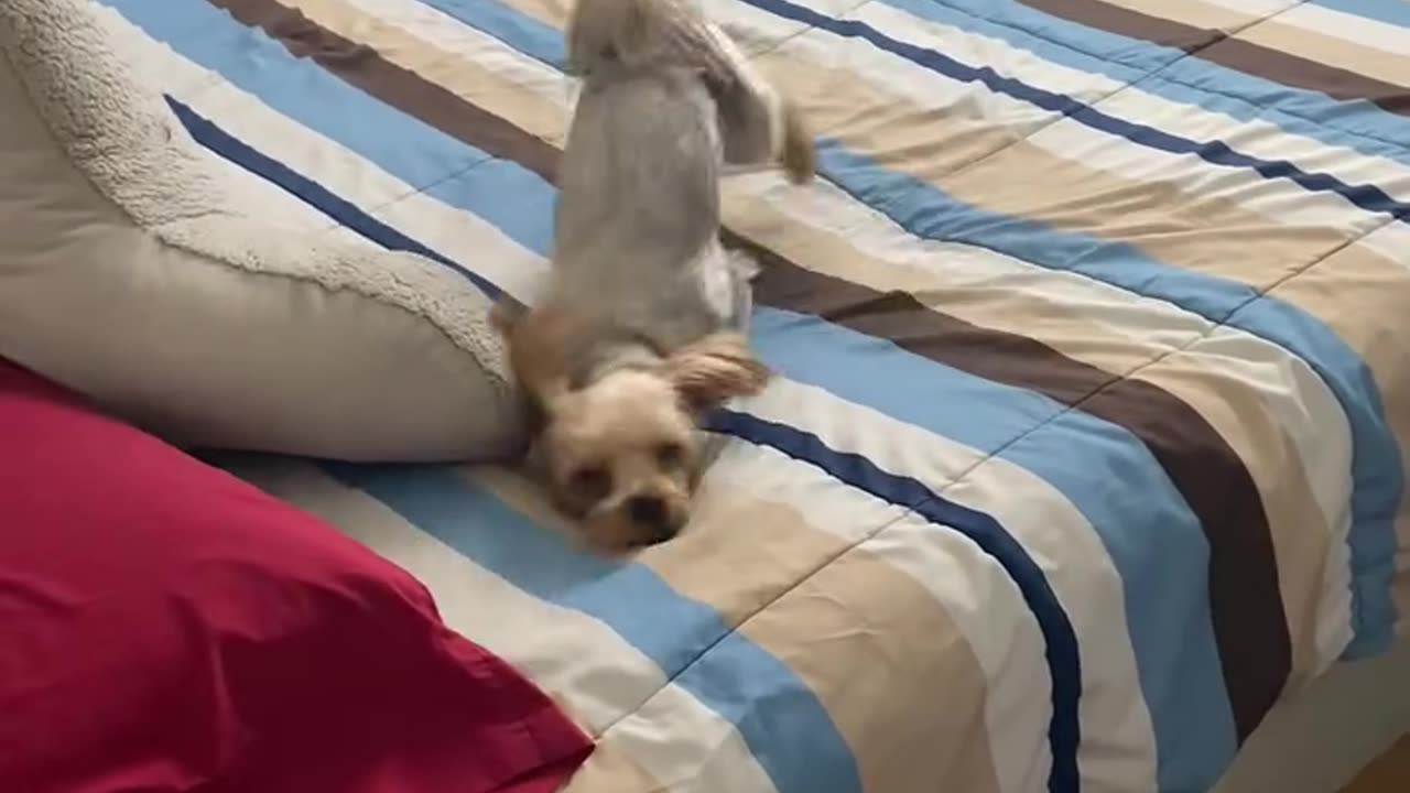 Yorkie Pup Has Fun Rubbing Face On Bed