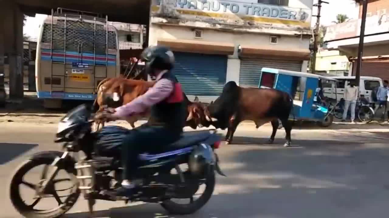 Funny Animal Act | Bull Fight