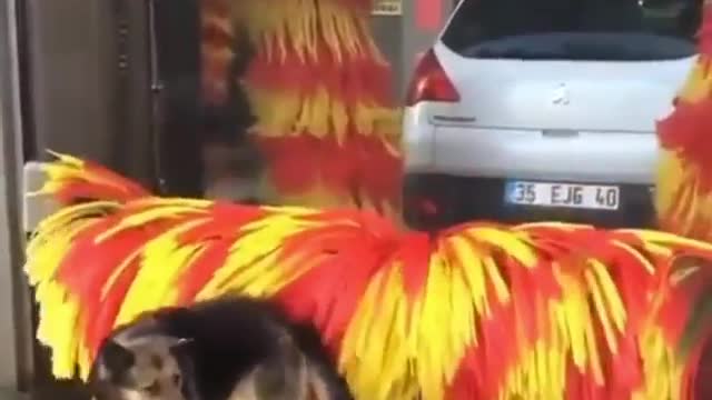 Using car wash as a petting machine | Funny | Pet