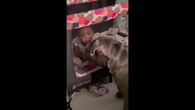 A dog loves to play with kids!!