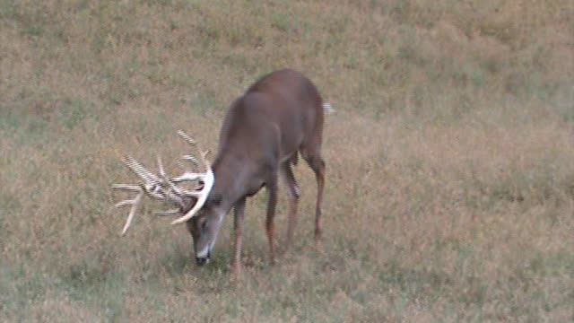 Mountain Clean Whitetails. (Hickory @ 3 yrs. old )