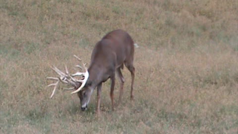 Mountain Clean Whitetails. (Hickory @ 3 yrs. old )