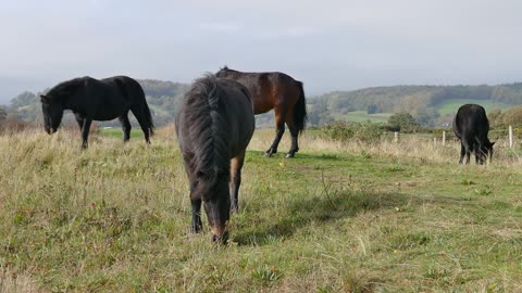 Cute and funny horses