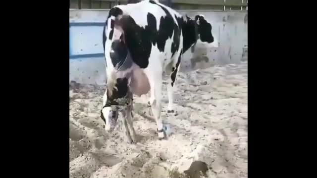 pet4fun-funny fails of funny animals 2021