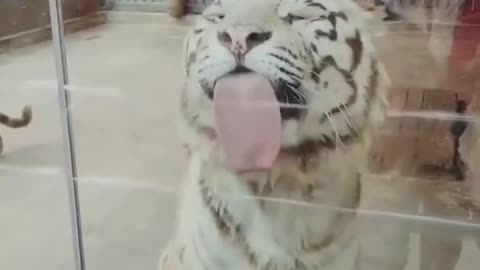 Best Funny Animal Videos of the year (2022), funniest animals ever. relax with cute animals.