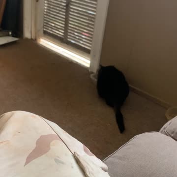 Bun Bun taking a cat nap.