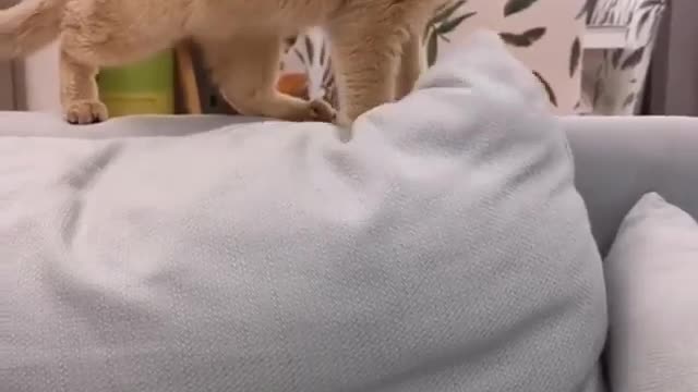 When you buy a lion online