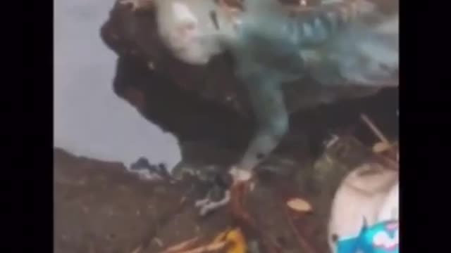 Weird Cryptid, Science Experiment, Mythical Beings, Aliens or Demons. You decide #5