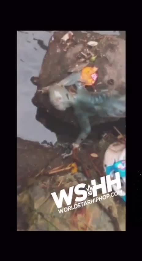 Weird Cryptid, Science Experiment, Mythical Beings, Aliens or Demons. You decide #5