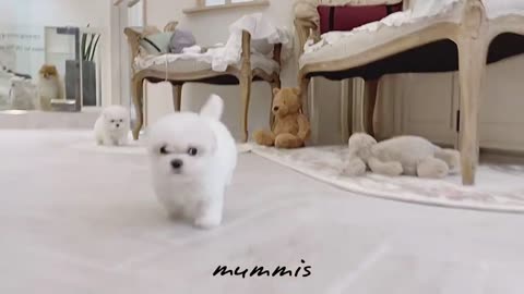 Cute puppies playing