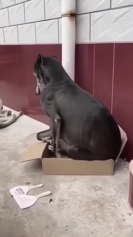 If it Fitz I si....Fug-if. I sit anyway