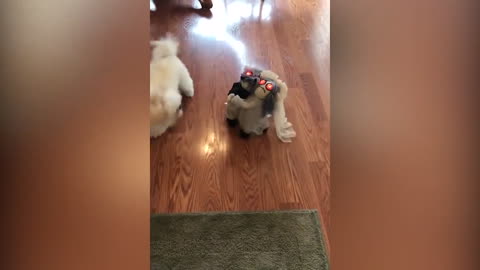 Cute small dog scared of creepy toy