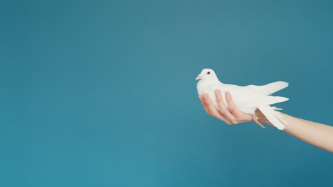 wow bird