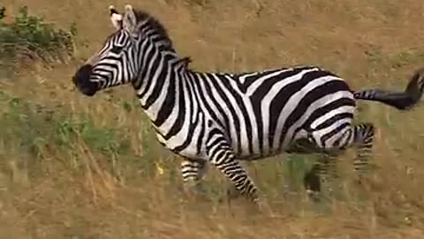 "The Zebra Tore My Arm Off"