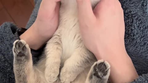 This cat's hand can't play games less at a glance