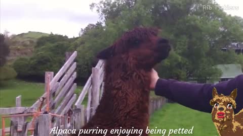 Llama and Alpaca sound effects and noises - 2min