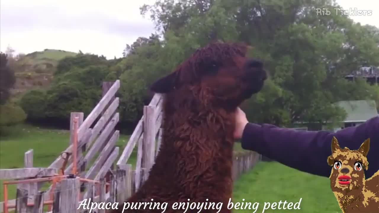 Llama and Alpaca sound effects and noises - 2min