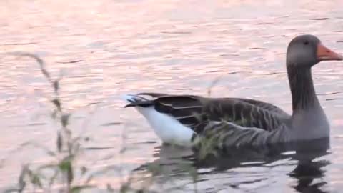 A Duck swimming silently and thinking something serious