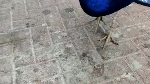 Beautiful bird eating